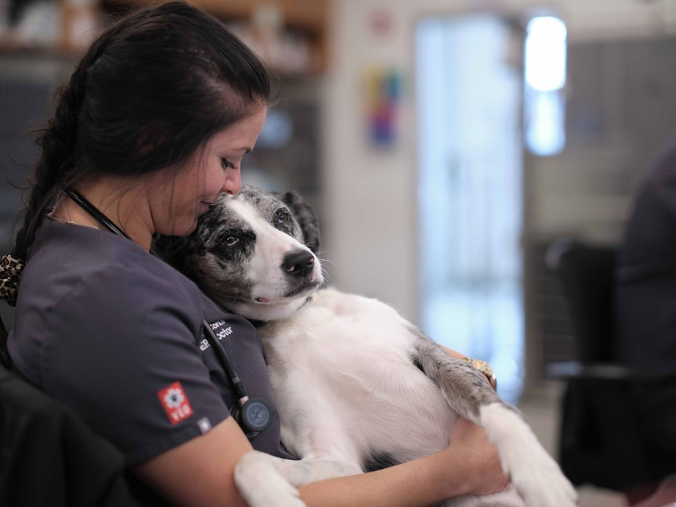A vet carefully holds a white and black dog in the hospital and smiles down at it.