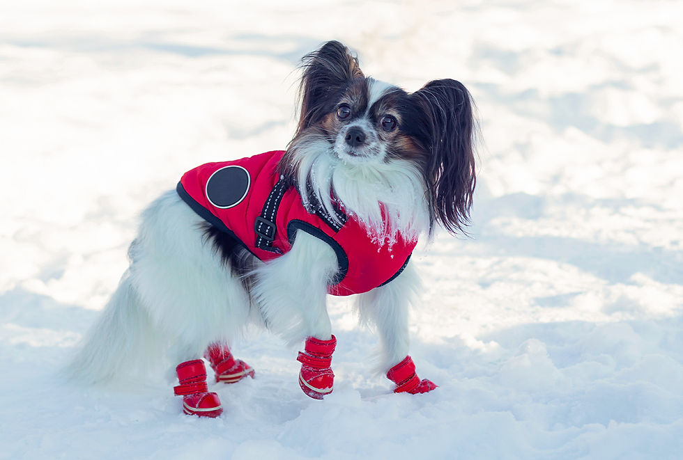 A white, furry dog with perky black ears ears wears a red vest and booties to walk in the snow. 