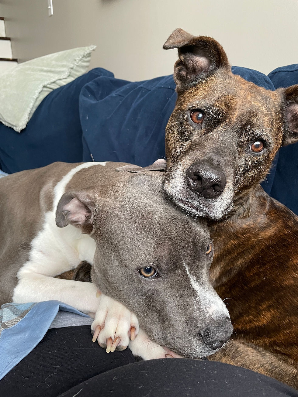 A brindle pitbull and a blue nose pitbull lying together on a dark blue couch.