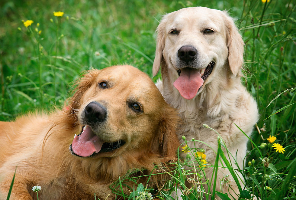 Two golden retrievers sit in the grass together.