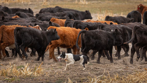 A dog runs past a herd of cattle in a field of hay.