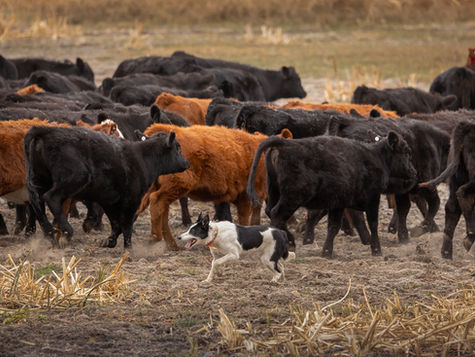 A dog runs past a herd of cattle in a field of hay.