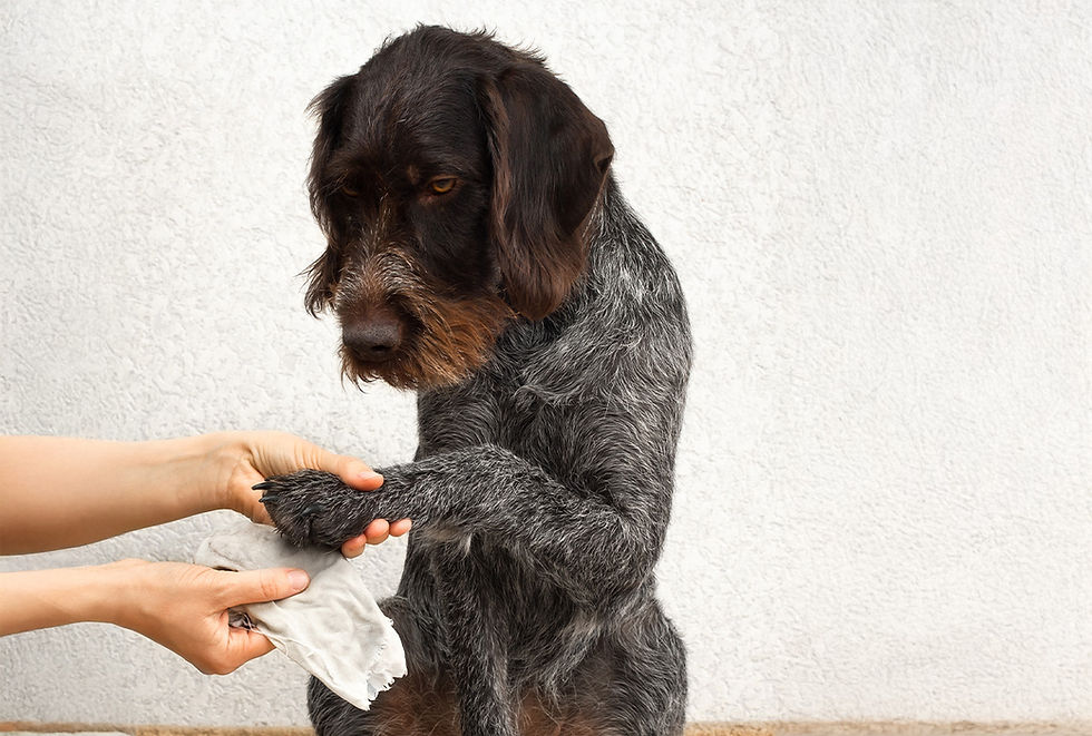 A person holds a dog's paw to wrap gauze on an injury.