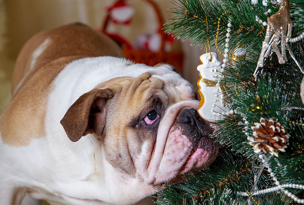 A pug dog sniffs a Christmas tree ornament on a tree.