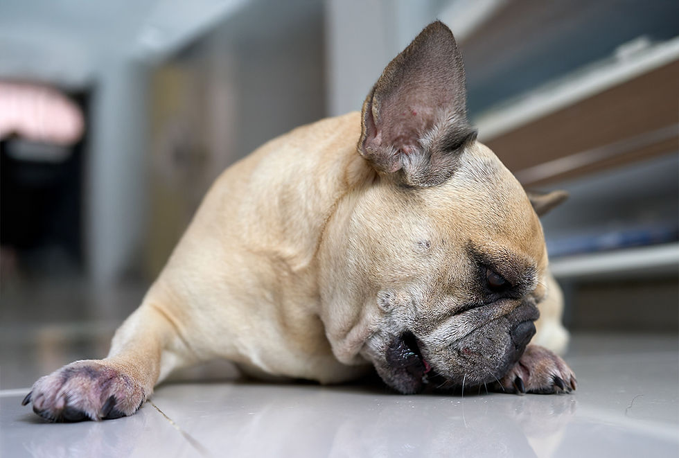 A tan bulldog laying on a floor licks its paw