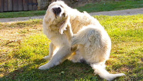 A dog with mange sits on the grass and scratches its ear with a paw