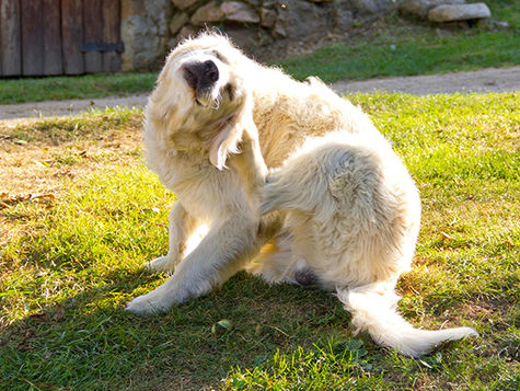 A furry white dog with hives sits on the grass outdoors. 