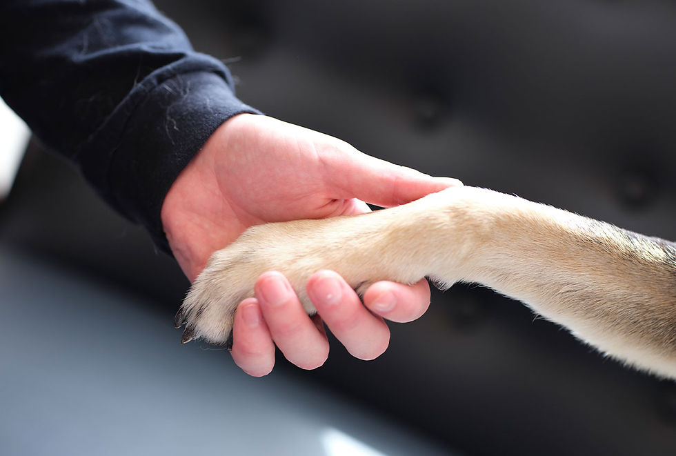 A person holds a dog's paw in their hand.