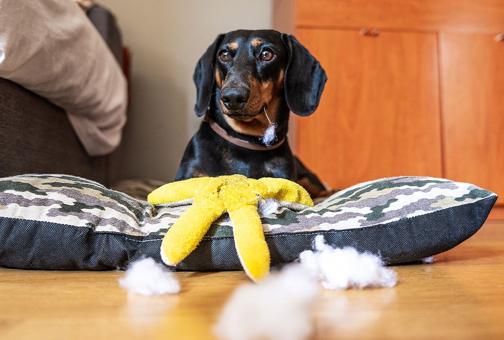 A small black dog sitting on a dog bed is surrounded by pillow stuffing.