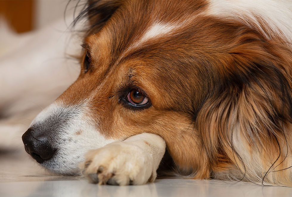 An orange and white dog lays on a kitchen floor with a paw underneath its face after eating cat food.