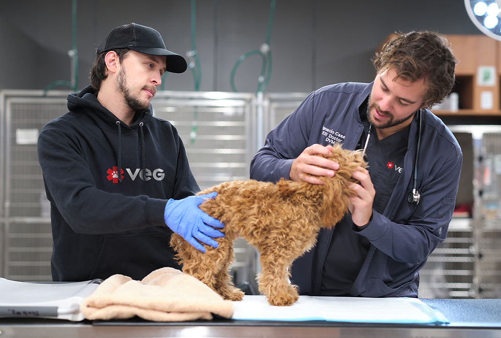 A vet examines a dog's face while another vet gently holds the dog in place. 