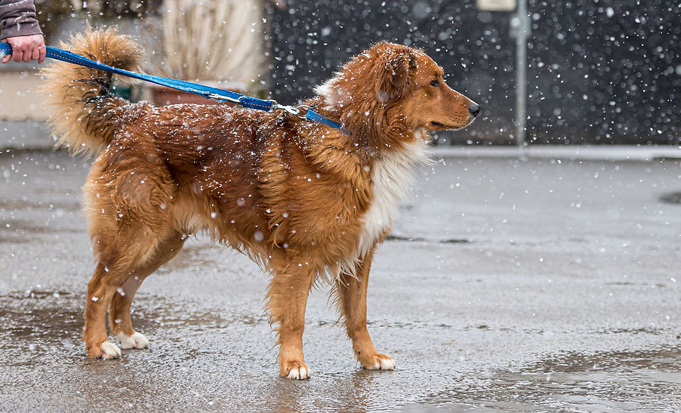 A red dog on a blue leash stands on the sidewalk as snow falls.