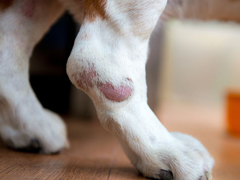 A skin condition on a dog's hind leg called a hot spot 