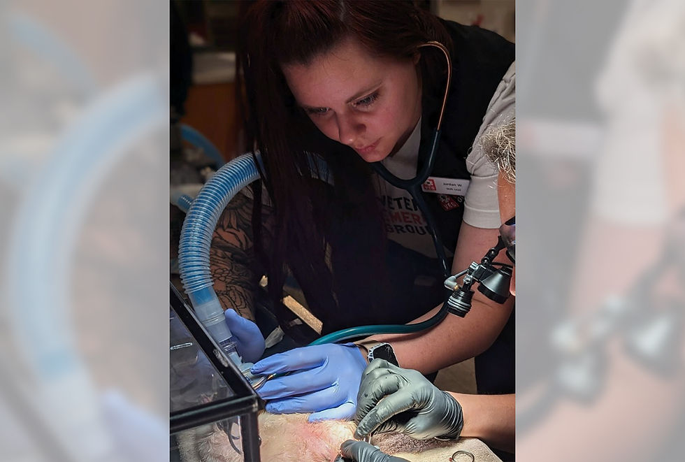 A veterinary assistant holds a suction tube on a pet patient during surgery