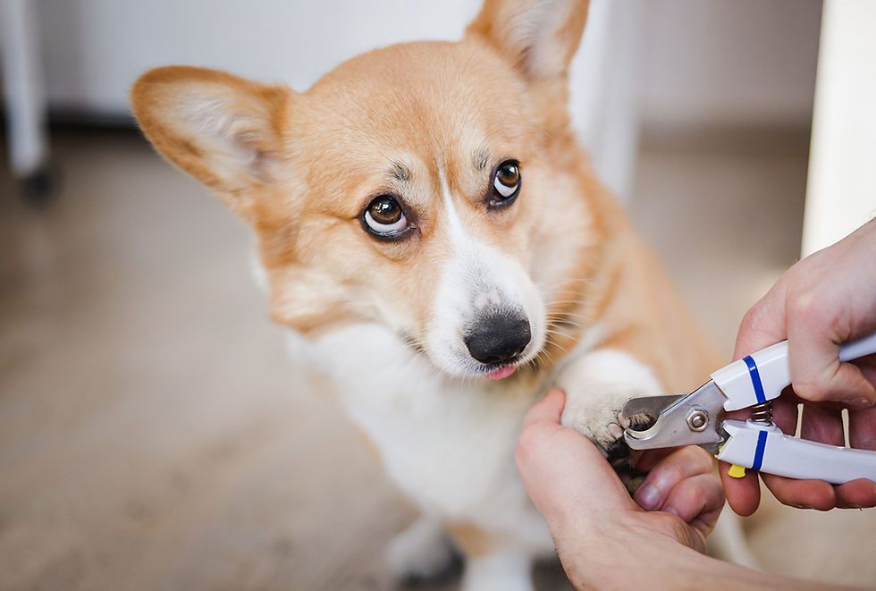 A dog looks up at a person who is clipping the dog's nails. 