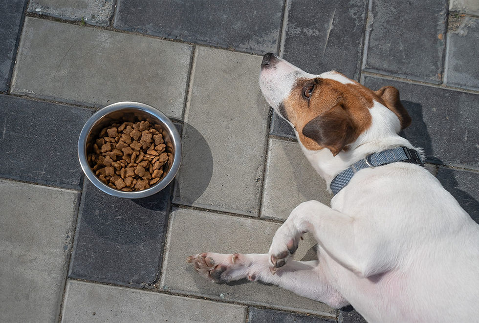 A white and brown dog with a blue collar lays on a tile floor next to a full bowl of dog food. 