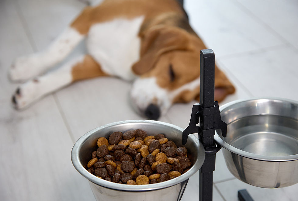 If your dog is refusing to eat, VEG ER for Pets is open 24/7. Call and speak with a vet or bring your dog in for immediate vet attention.