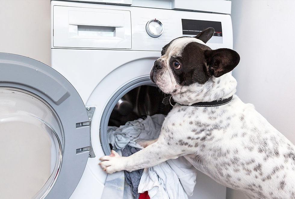 A dog reaches into a clothes dryer. 