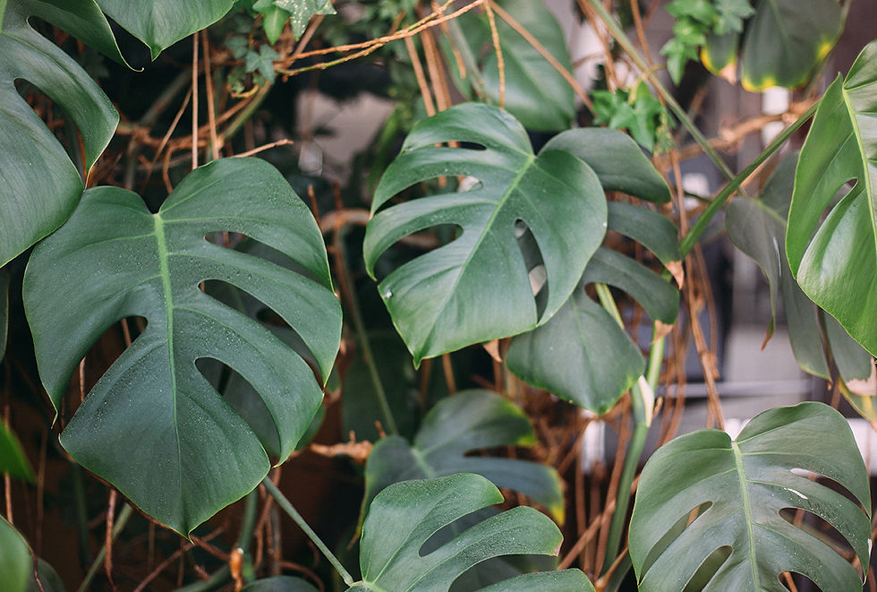 Monstera plant leaves, which are toxic to cats.