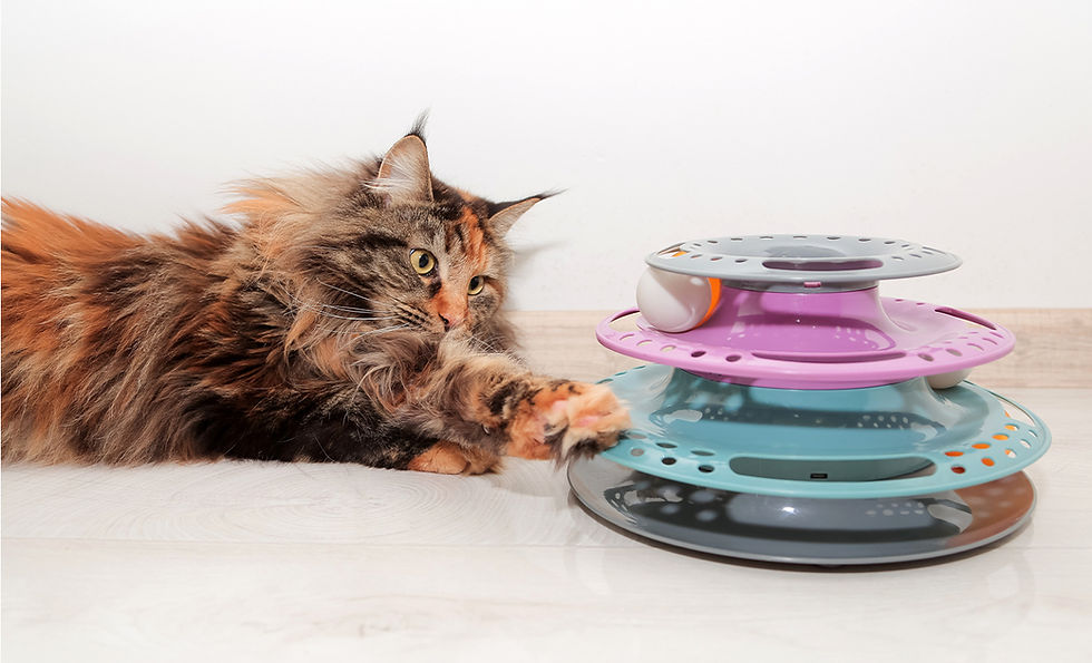 A fluffy brown and black cat with green eyes lays on the floor and plays with a toy that has circular tracks to hold a ping pong ball. 