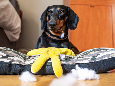 A dog eats a toy's stuffing leading to needing an endoscopy.. 