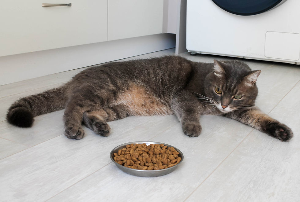 A brown tabby cat that may be in pain is laying on a  kitchen floor next to a full dish of cat food.