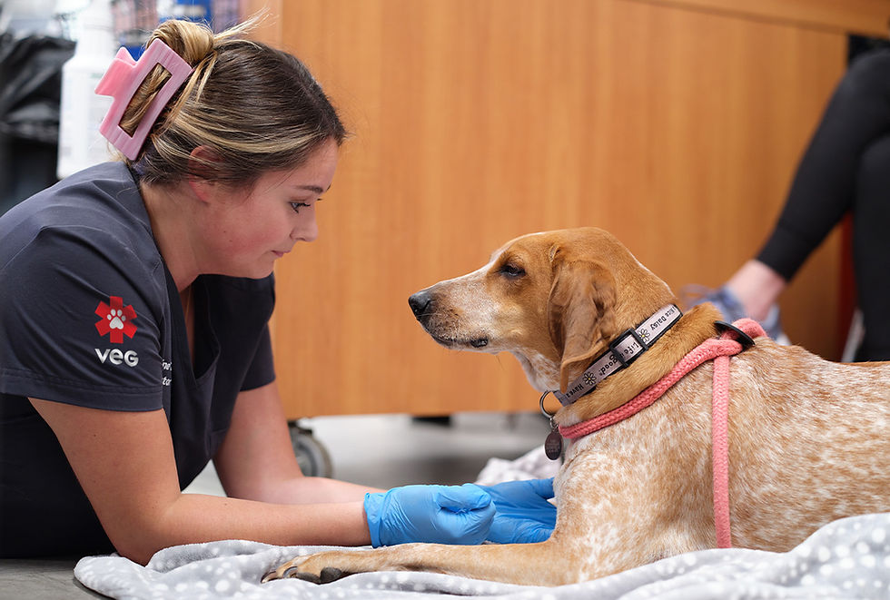 A veterinarian wearing surgical gloves is caring for a white and rust color dog wearing a collar, in a hospital setting.