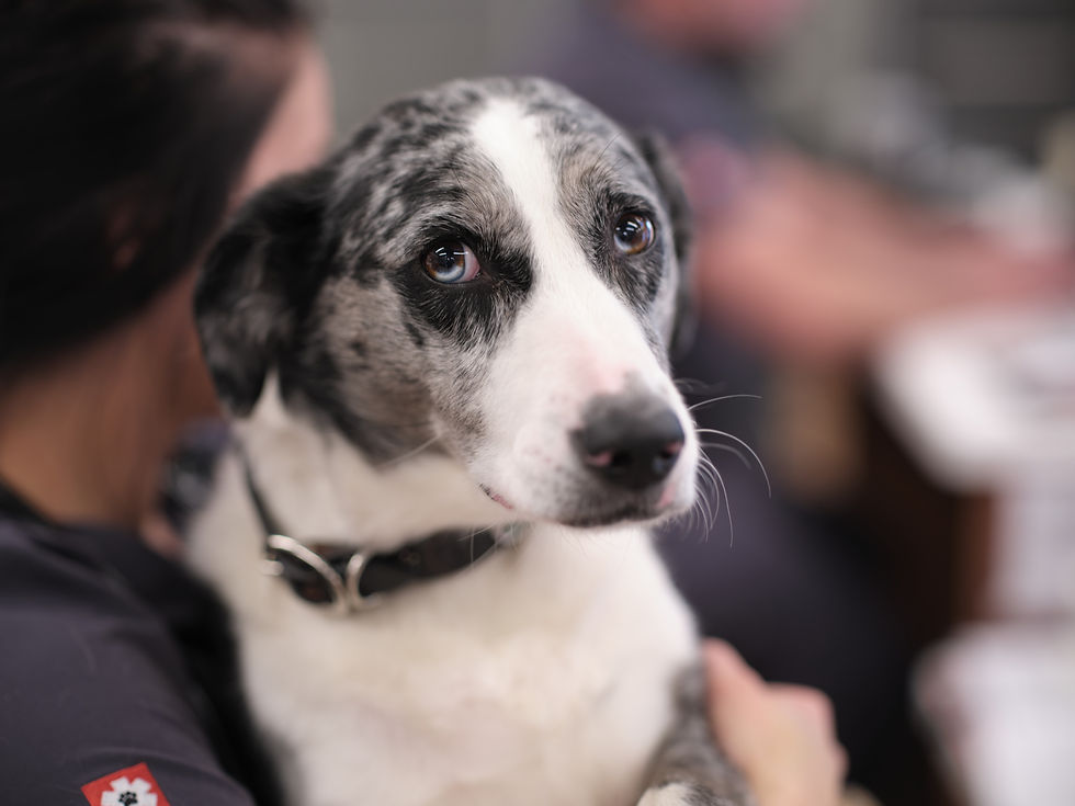 A white dog with gray and black fur around the eyes and ears, wearing a black collar, sits on a veterinarian's lap and looks at the camera. 