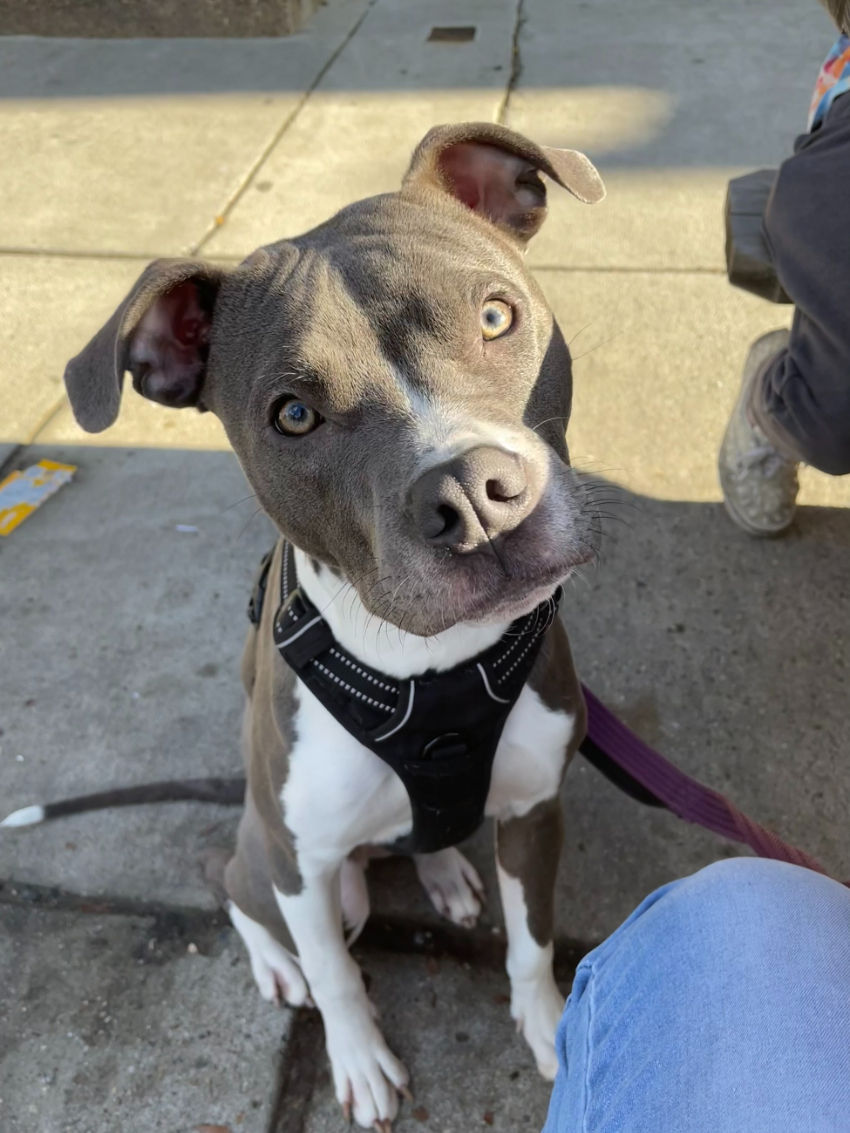A pitbull dog sits on the sidewalk and looks up at its owner. 