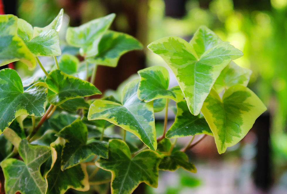 The leaves of an English Ivy plant. 