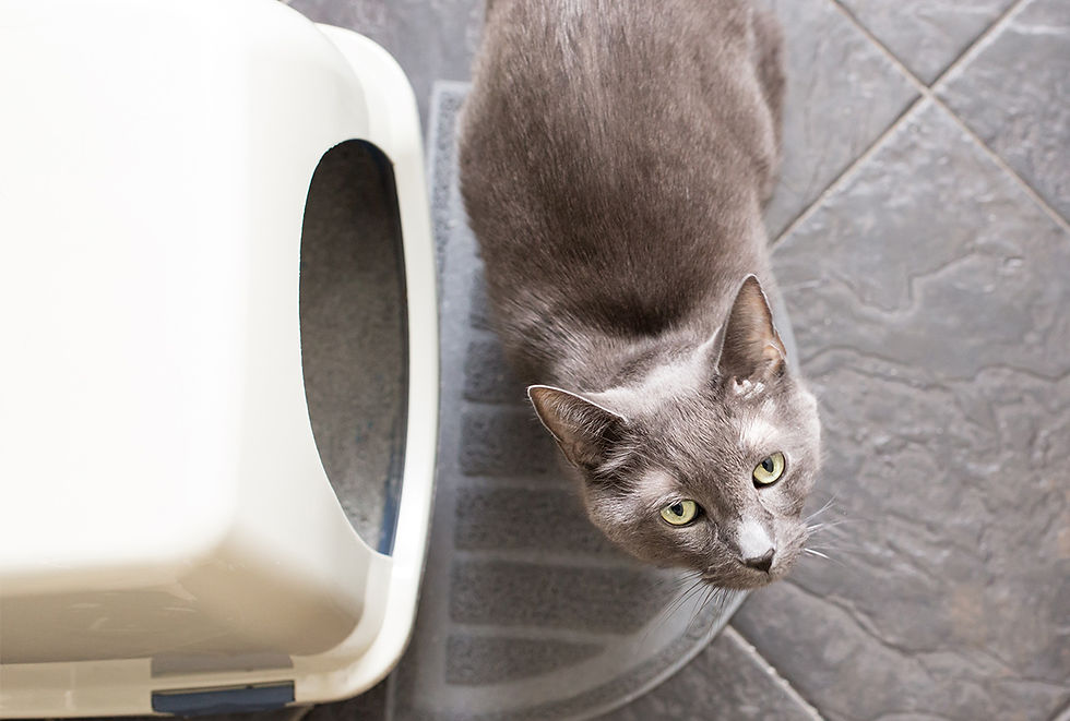 A gray cat standing next to a litter box looks up at the camera.