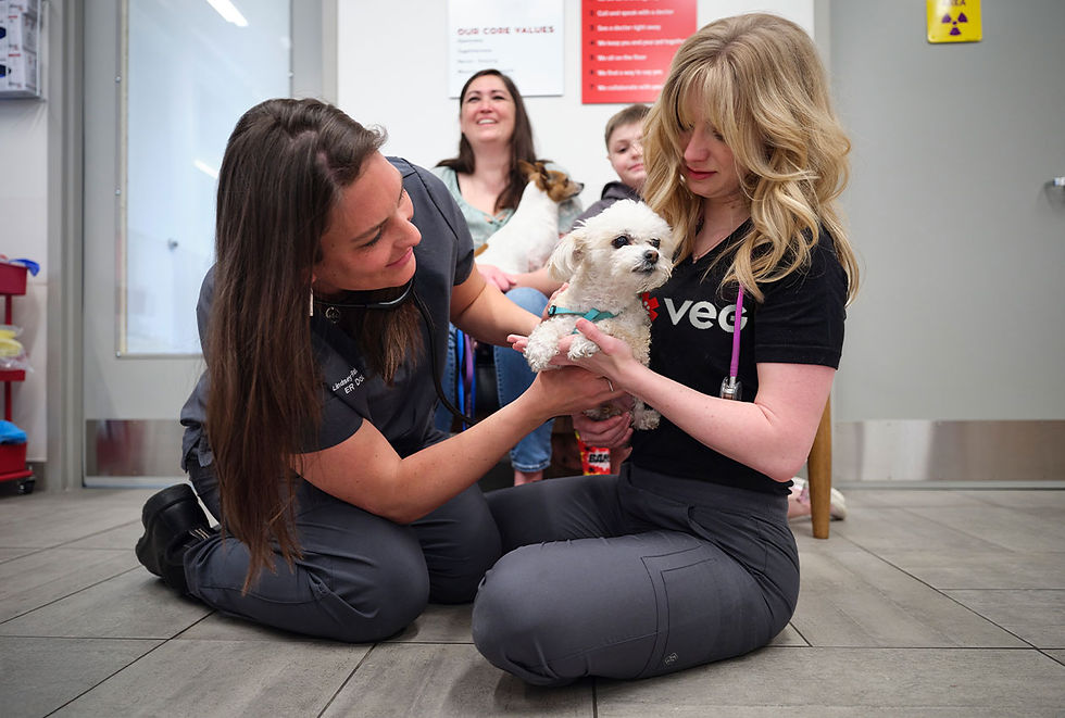 VEG doctors care for a small white dog as pet's family looks on. 