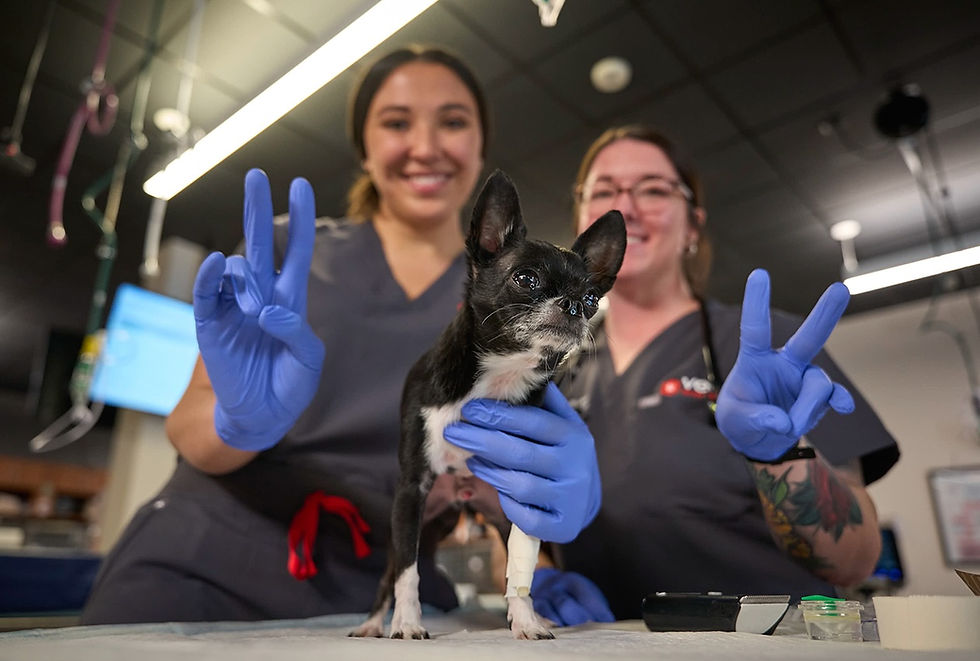 Two employees at VEG ER for Pets gently hold a Chihuahua on an exam table.