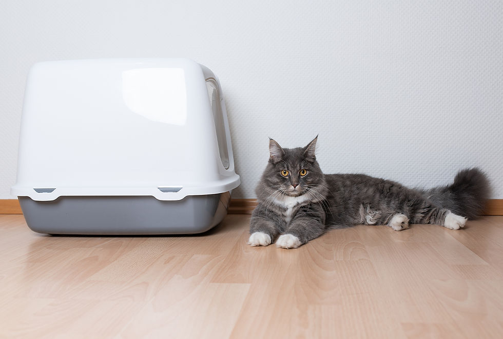 Inability to pee is just one sign that a cat may have a urinary tract infection. See a VEG ER for Pets emergency vet if your cat displays UTI symptoms. VEG is open 24/7 to help.