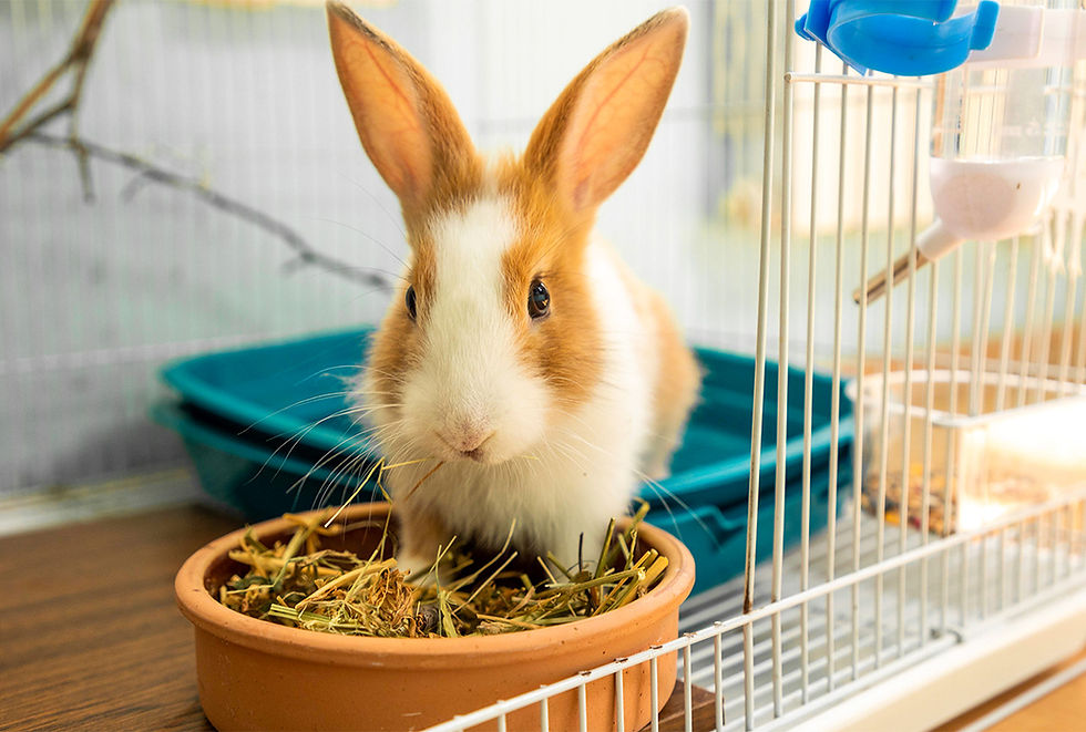 A white and orange rabbit with tall ears sits in a cage with hind legs in a litter box and fore legs in a bowl of straw. 