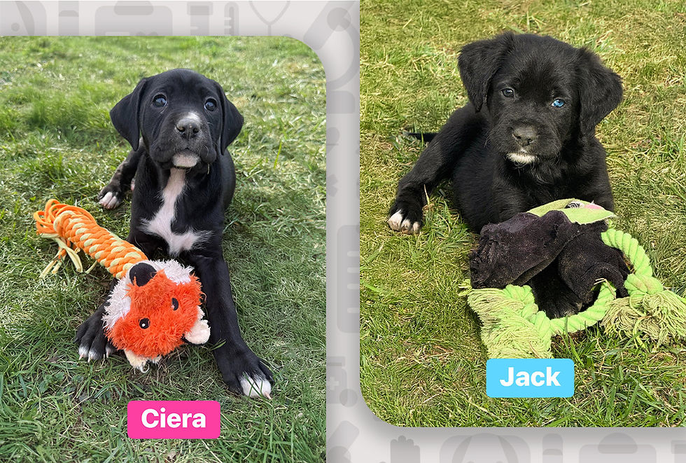 Two black and white puppies are sitting in the grass playing with dog toys.