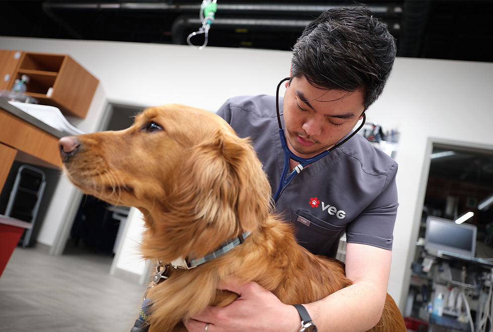 A VEG vet examines a golden retriever.