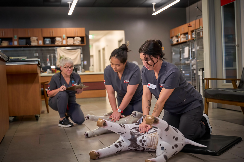 Two vet nurses are observed by another vet nurse as they perform CPR training on simulated patients.