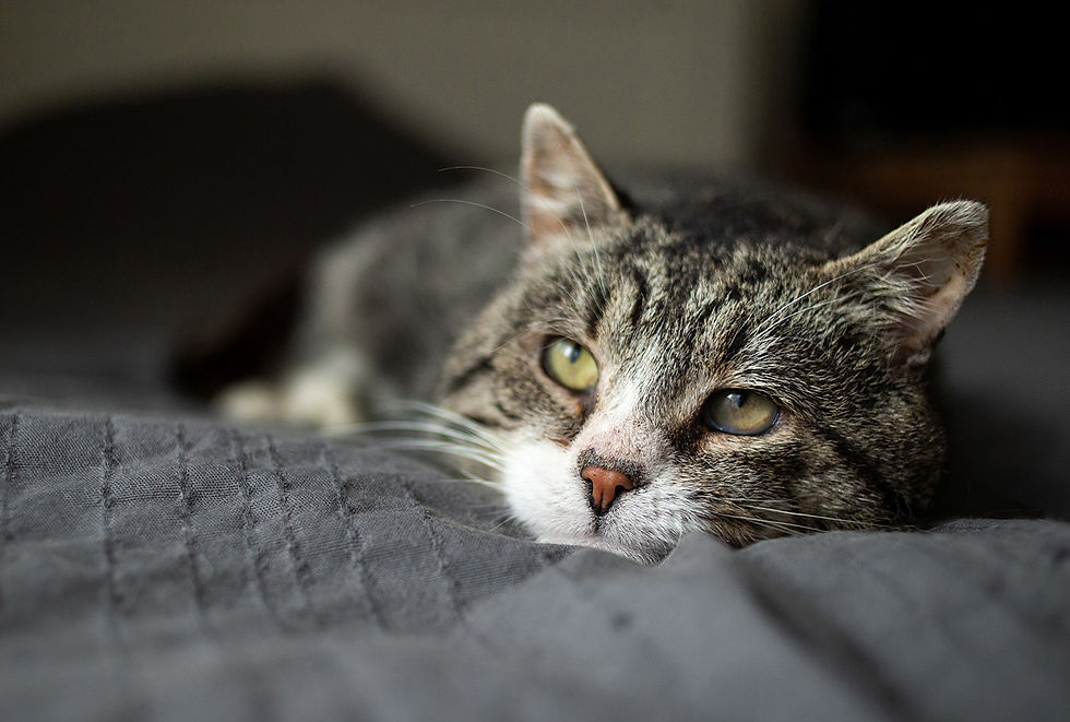 A lethargic tabby cat lays on a gray blanket. 