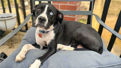 A black and white dog sits on a gray pillow on a chair. 