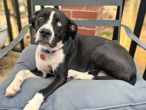 A black and white dog sits on a gray pillow on a chair. 