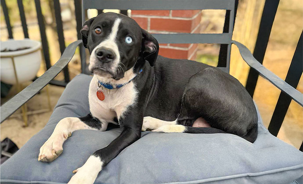 A black and white dog with one blue eye and one brown eye, wearing a dog callar, sits on a gray pillow on a chair. 