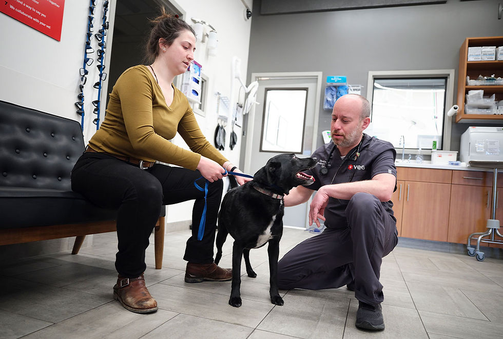 A vet sits on the floor at VEG ER for Pets and examines a dog as the pet's owner holds the leash.