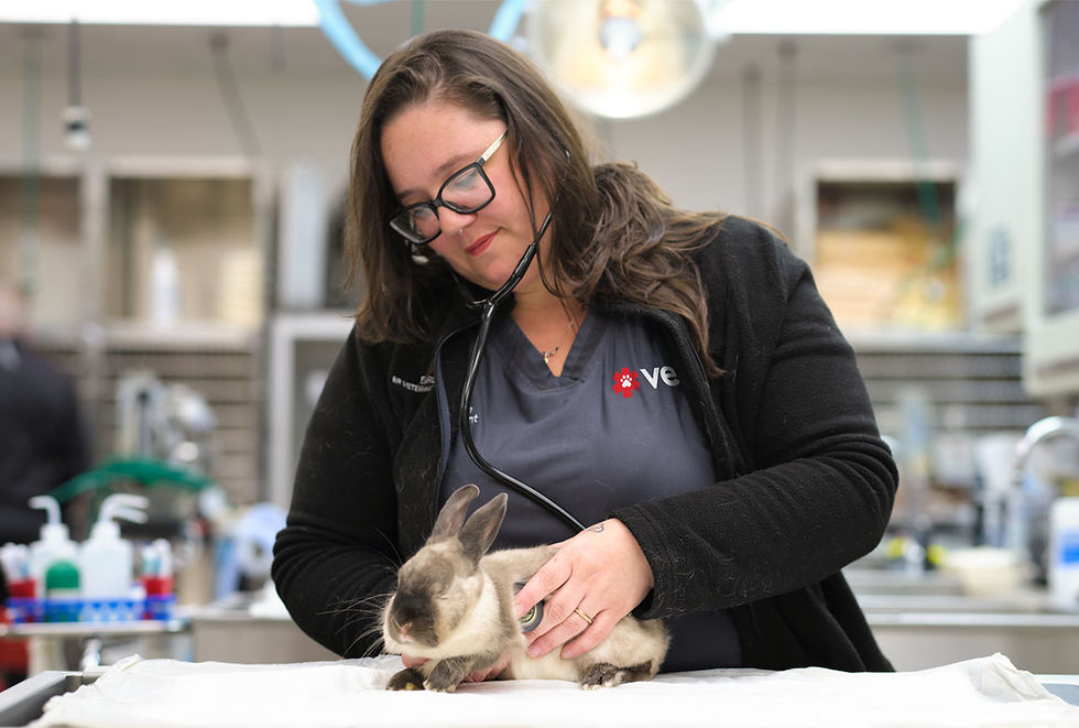 A brown and tan rabbit is examined by a veterinarian with a stethoscope.