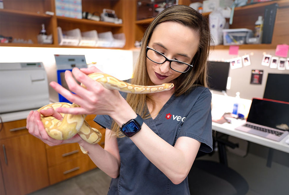 A vet at VEG ER for Pets holds a snake within a vet hospital setting.