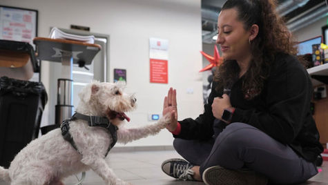 A veterinary nurse sits on the floor and gives a high five to a white dog in a harness.