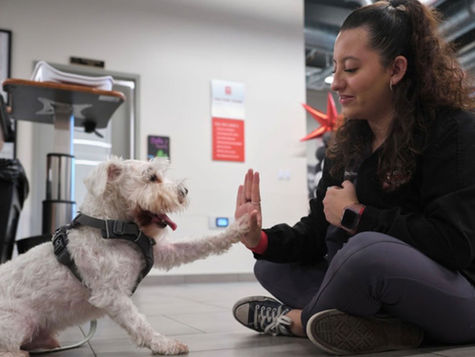 A veterinary nurse sits on the floor and gives a high five to a white dog in a harness.