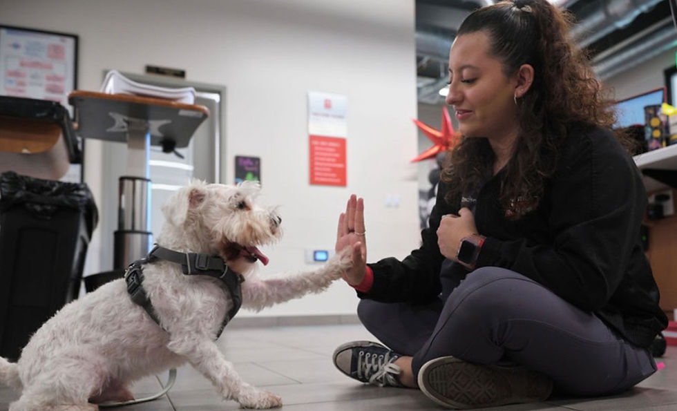 Veterinary assistant high fives a dog with white fur wearing a dog harness.