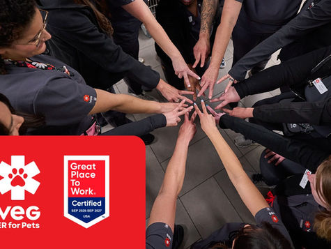 VEG team's hands meet in a circle during. huddle. Great Place To Work logo is placed to the left.