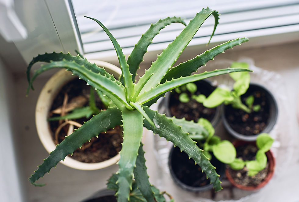 An overhead image of a potted aloe plant among other houseplants.